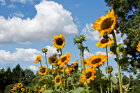 9142 Sunflowers_clouds 3