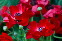 26 Red Garfield Park Flowers 03_21_2
