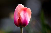 Pink peach tulip bud6026