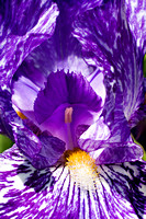 IMG_4228 OO purple Bearded Iris