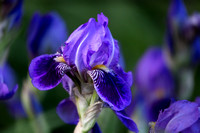 3774 Purpel Iris