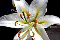 white lily17004x6