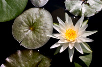 7987wht wtr lily w-stars
