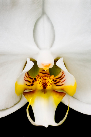 1179 orchid crop 3