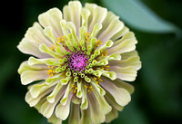 _MG_8813 Green Zinnia