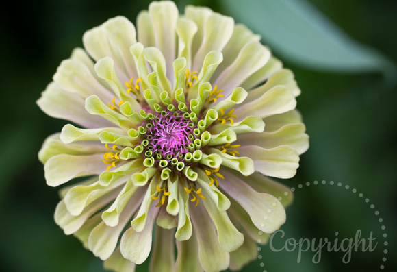 _MG_8813 Green Zinnia