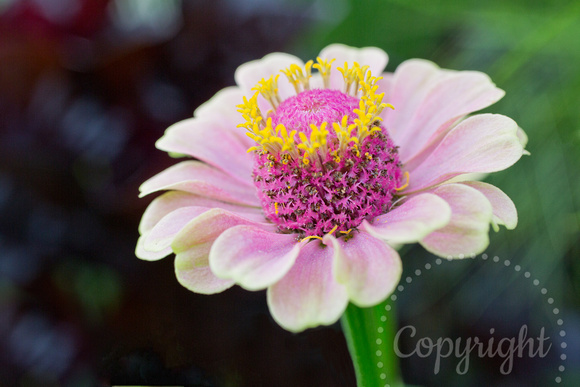 8831 Pink Zinnia_2