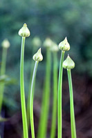 6627 Allium buds