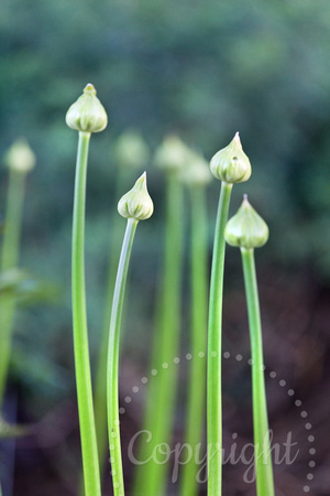 6627 Allium buds