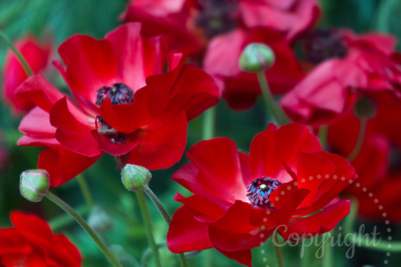 26 Red Garfield Park Flowers 03_21_2