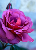 IMG_7879-2 rose