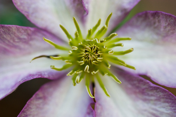 1471 pale purple clematis