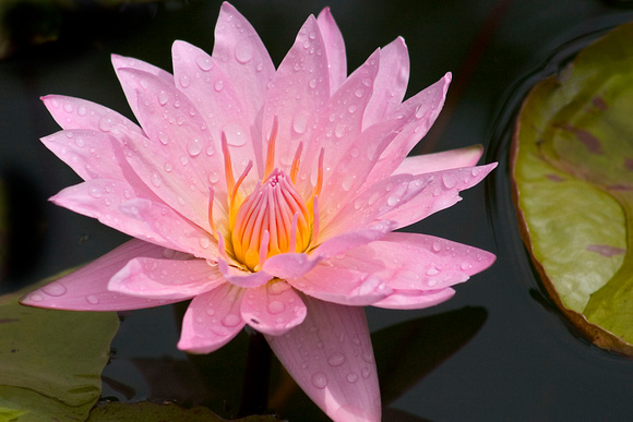 1243Pink Lily w-drops.tif