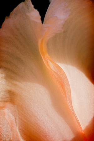 4508 pink iris curve