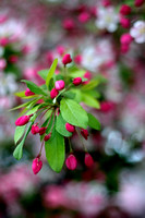 5632cherry blossom buds