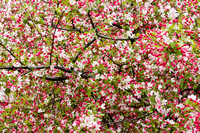 5635_2 cherry blossom buds