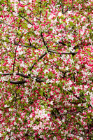5635 cherry blossom buds
