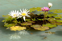 8711water lily