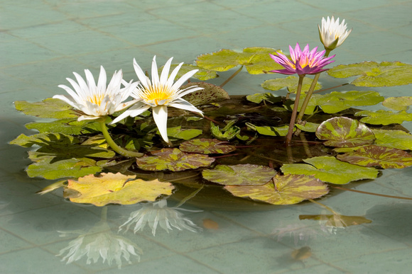 8711water lily