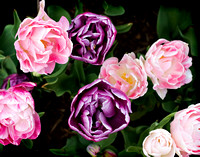 5662 pink purple tulips
