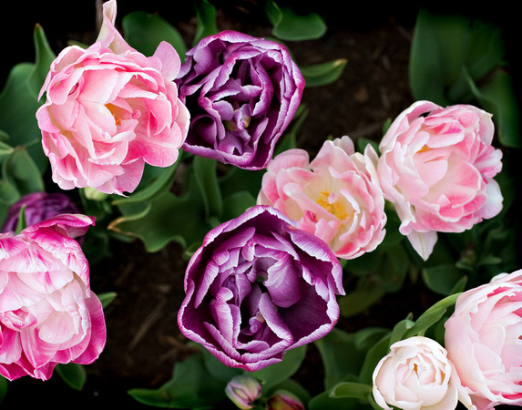 5662 pink purple tulips