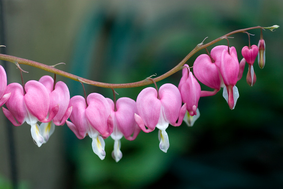 0061 bleeding Heart 2