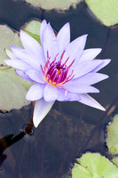 IMG_6553 purple lily