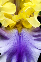 IMG_2313iris