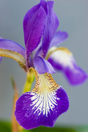 4284Japanese Iris_2