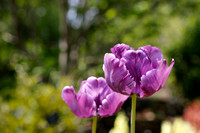 purple tulip 1322