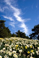Cloud Lightening Bolt daffodils