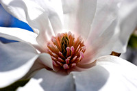 IMG_3265 magnolia OO