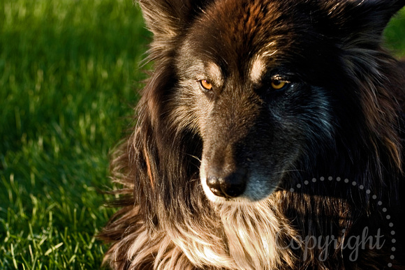 11Wolf dog1674