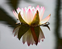 123_2378water lily wh-pnk