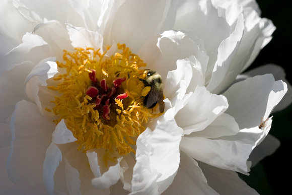 IMG_4585bee_Peony