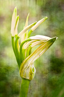 IMG_4290prayer flower bud grunge